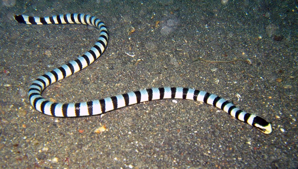 The sea snake will generally leave you alone -- but keep a healthy distance