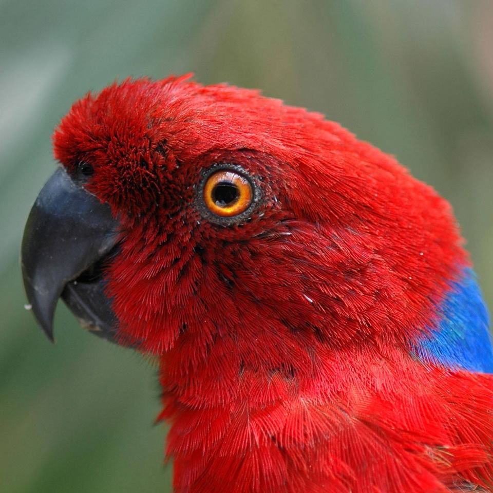 Musk Parrot - Kula Wild Adventure Park