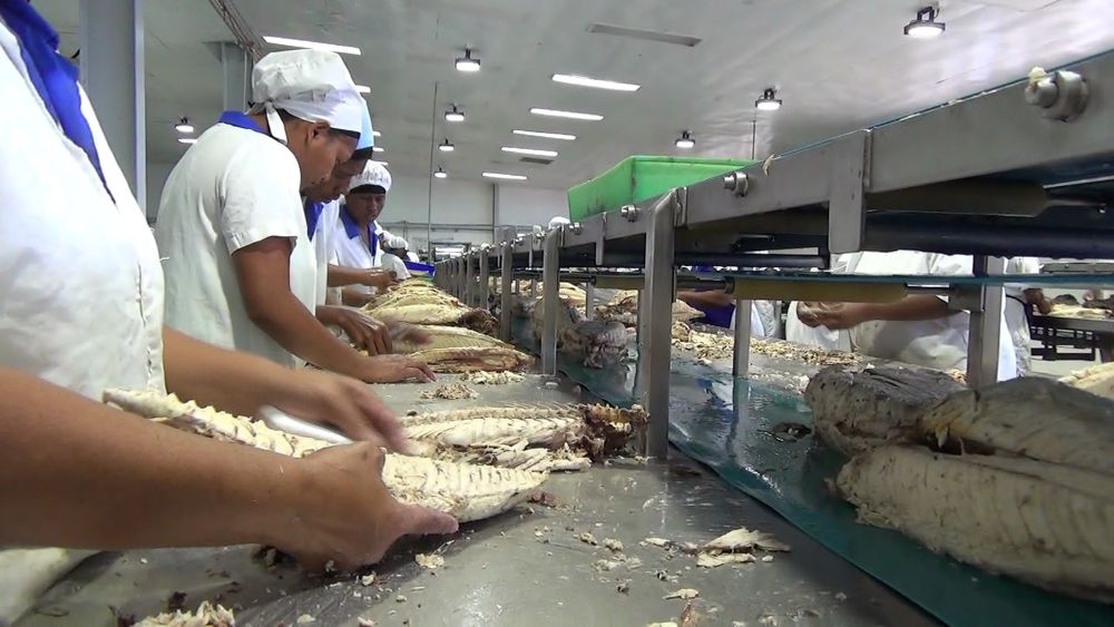 PAFCO workers in the cannery