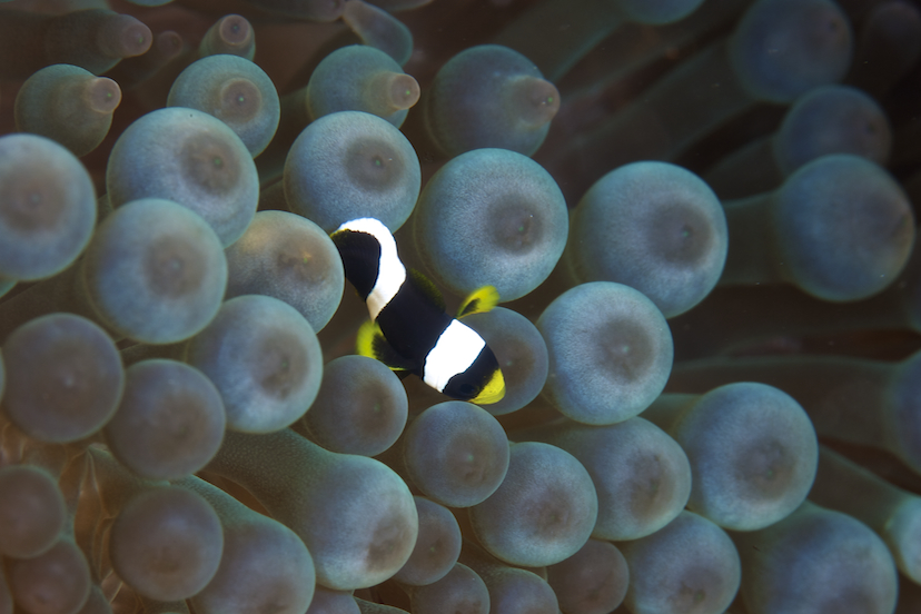 The little fish can be just as intriguing as the pelagics such as this fellow hiding in the soft coral.