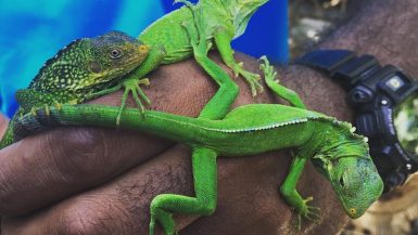 Likuliku Lagoon Resort Iguana sanctuary