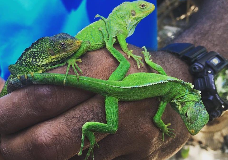 Likuliku Lagoon Resort Iguana sanctuary