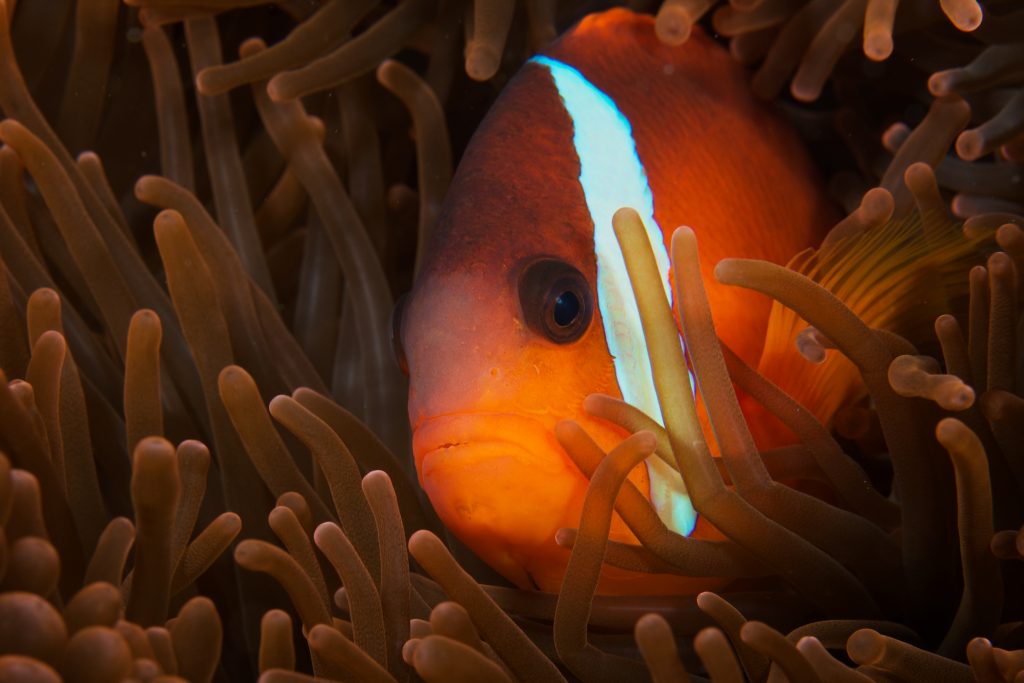 Diving at Beqa Lagoon Resort on Beqa Island