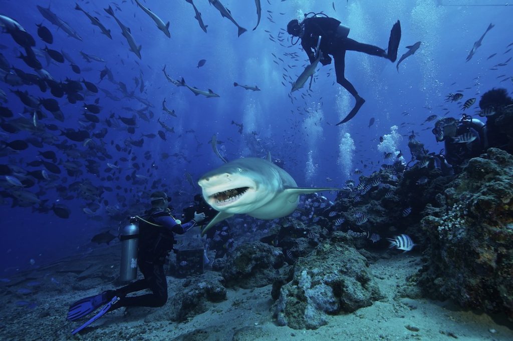 Shark Diving at Beqa Lagoon Resort