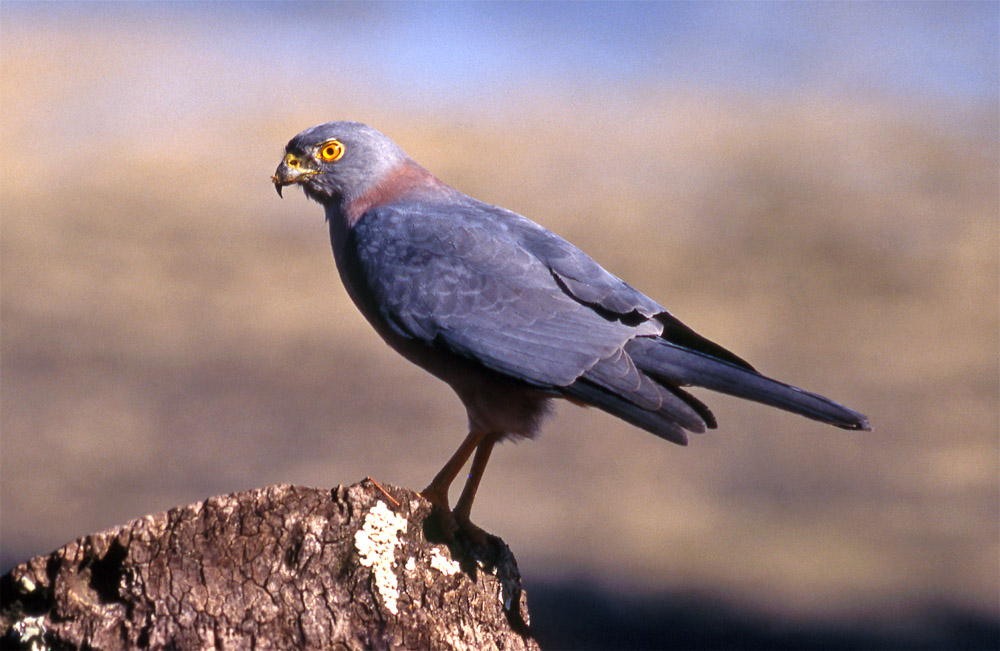 Accipiter rufitorques, Fijian goshawk near Sigatoka - Bird Watching