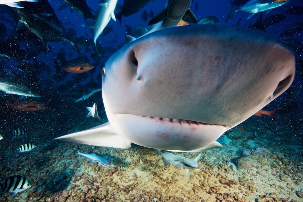 Shark Diving at Beqa Island - Diving