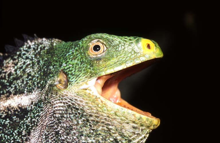 Fiji's rare Crested Iguana -- an icon of Fiii Islands Natuaral History