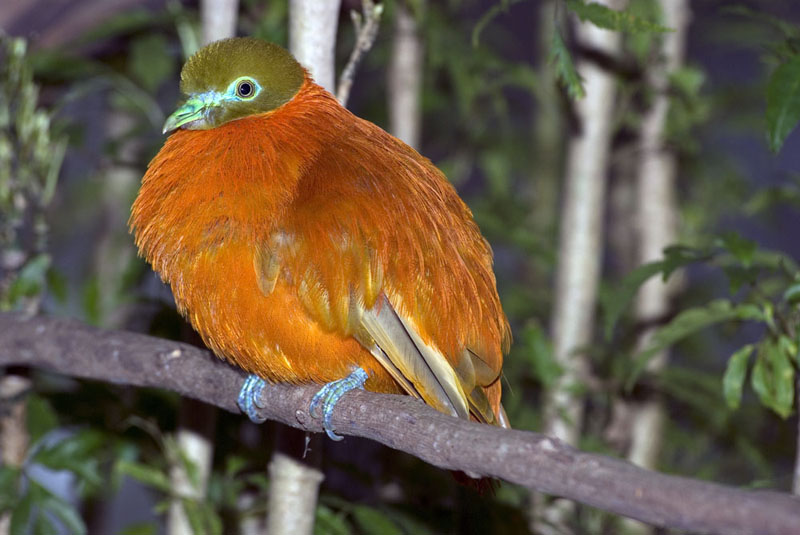 Chrysoenas victor - Male orange dove - Bird Watching