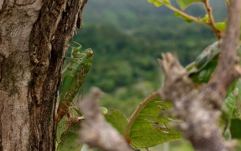 A noisy cicada, near Nubutautau village