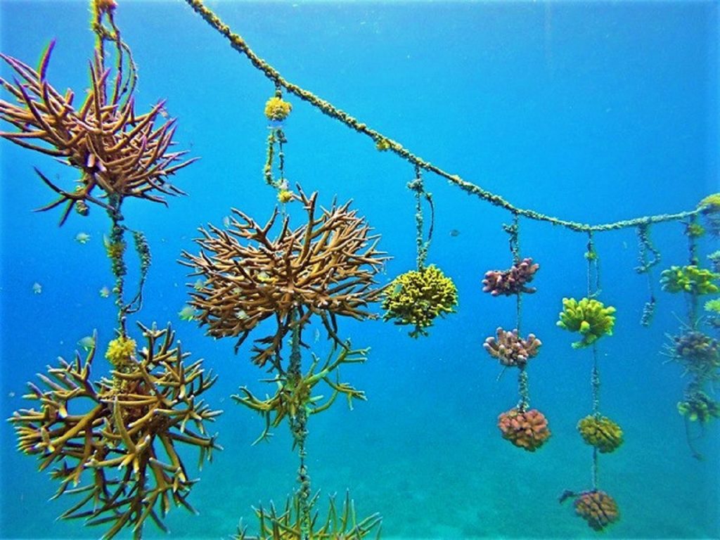 a coral bank in Taveuni--turning the restoration process into a fine art