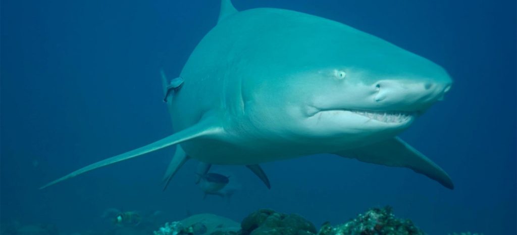 Shark swims at Beqa Lagoon outside of Pacific Harbour