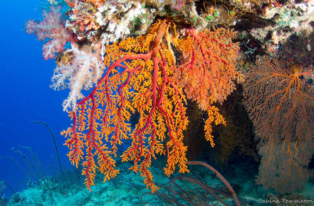 Fan Coral at Beqa Lagoon