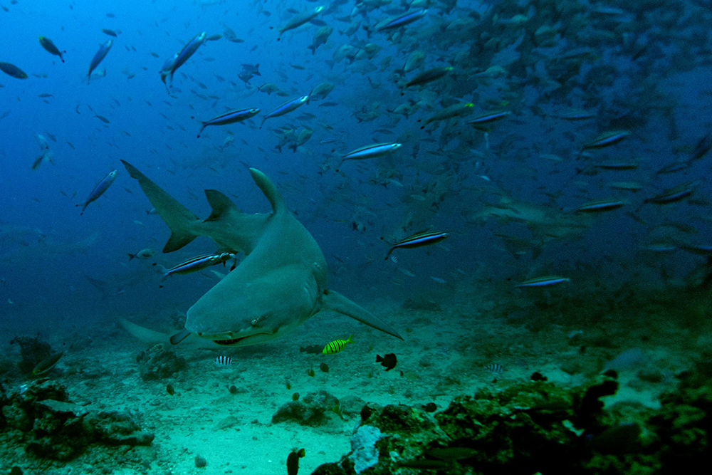 Shark country off Beqa Lagoon