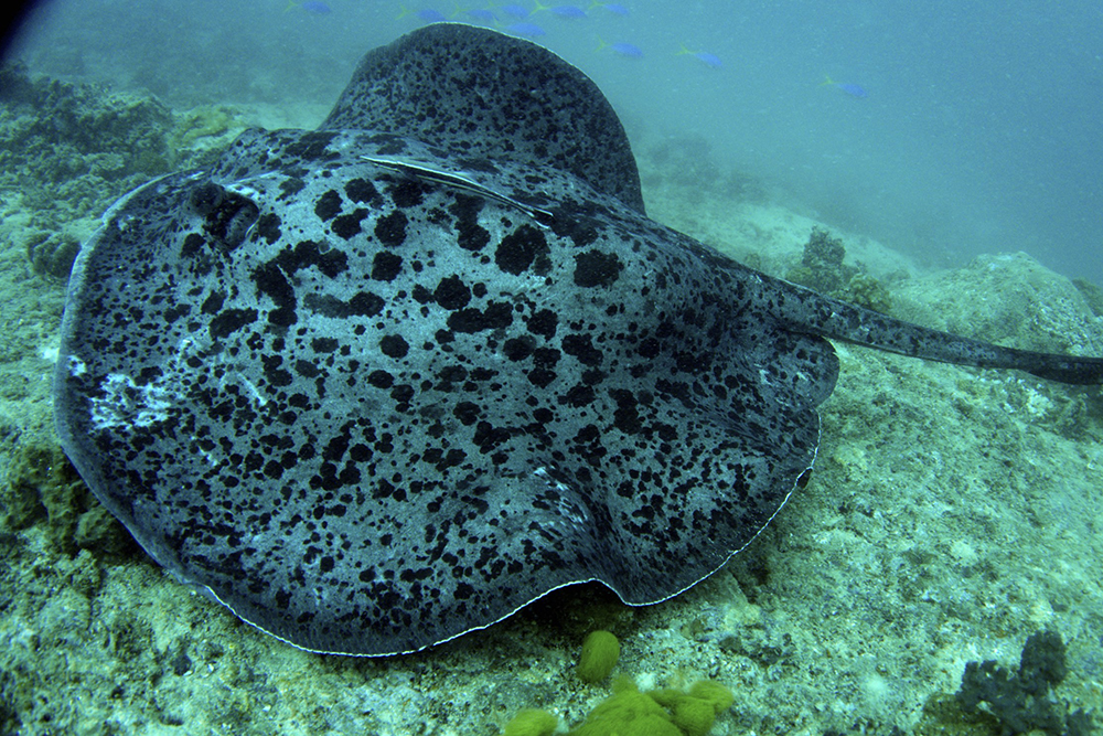 Sting ray off Beqa Lagoon