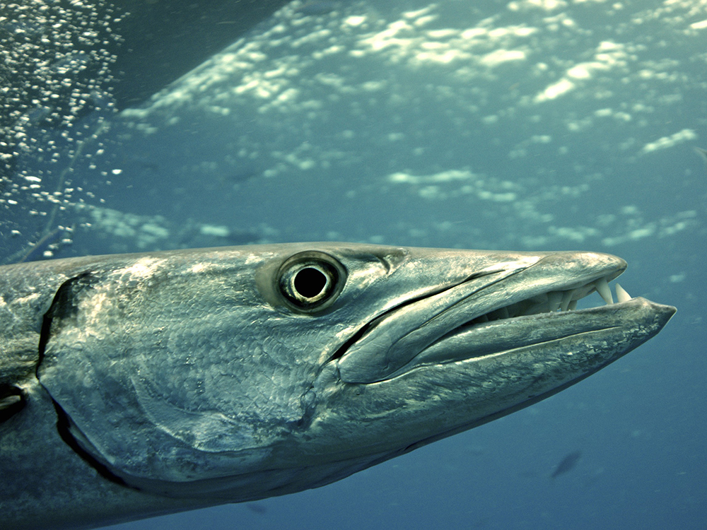 Barracuda in Beqa Lagoon