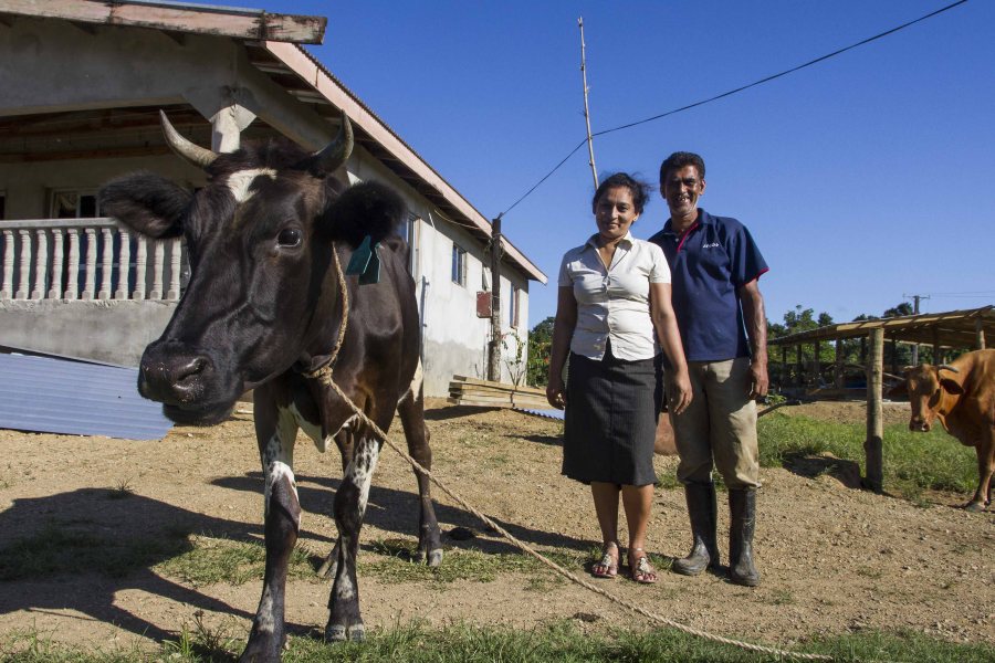 Tailevu is the heart of dairy country in Fiji