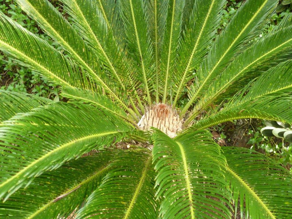 Flora Tropica Gardens palm