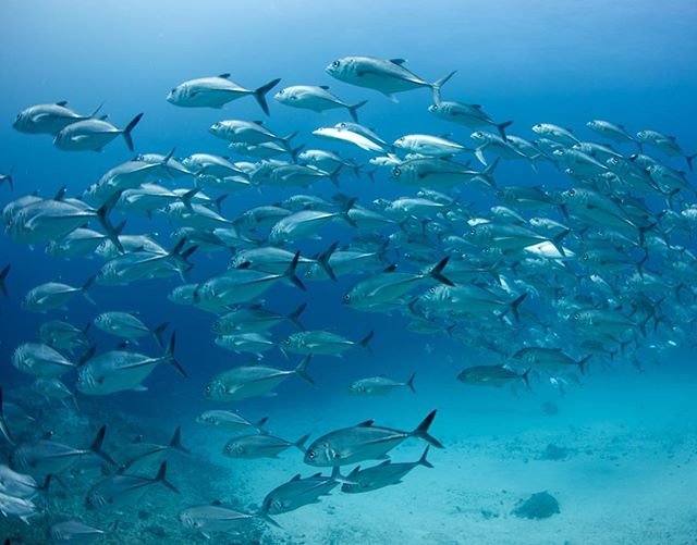 Grand Central Station at Namena Marine Reserve is always teeming with fish.