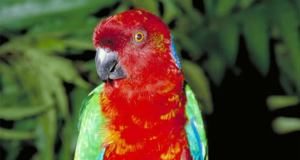 Kadavu Island Fiji - Red Breasted Musk Parrot