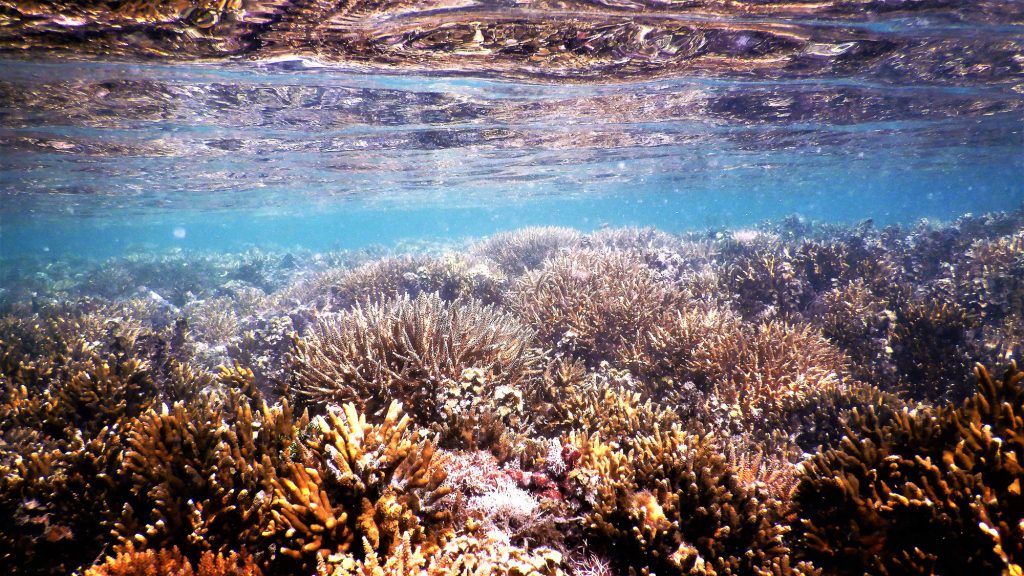 Coral reef off of Makaira Resort is always a buffer for a storm