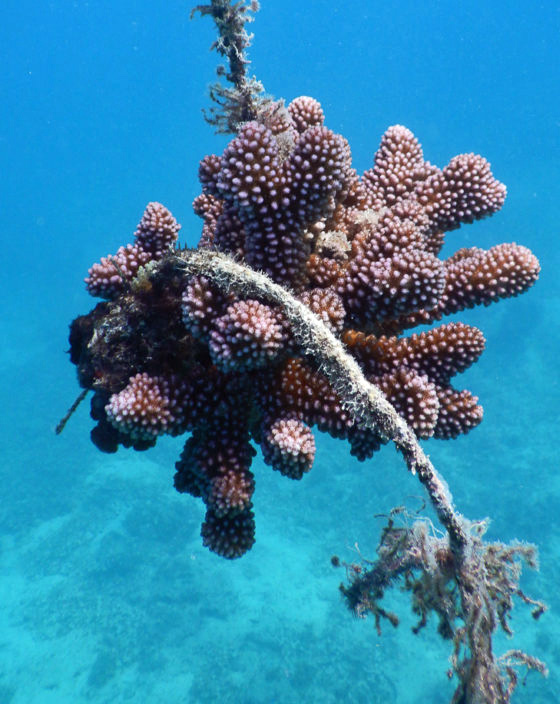 Makaira's mission is to maintain the reef--they grow coral in a nursery used to replenish damaged reefs.