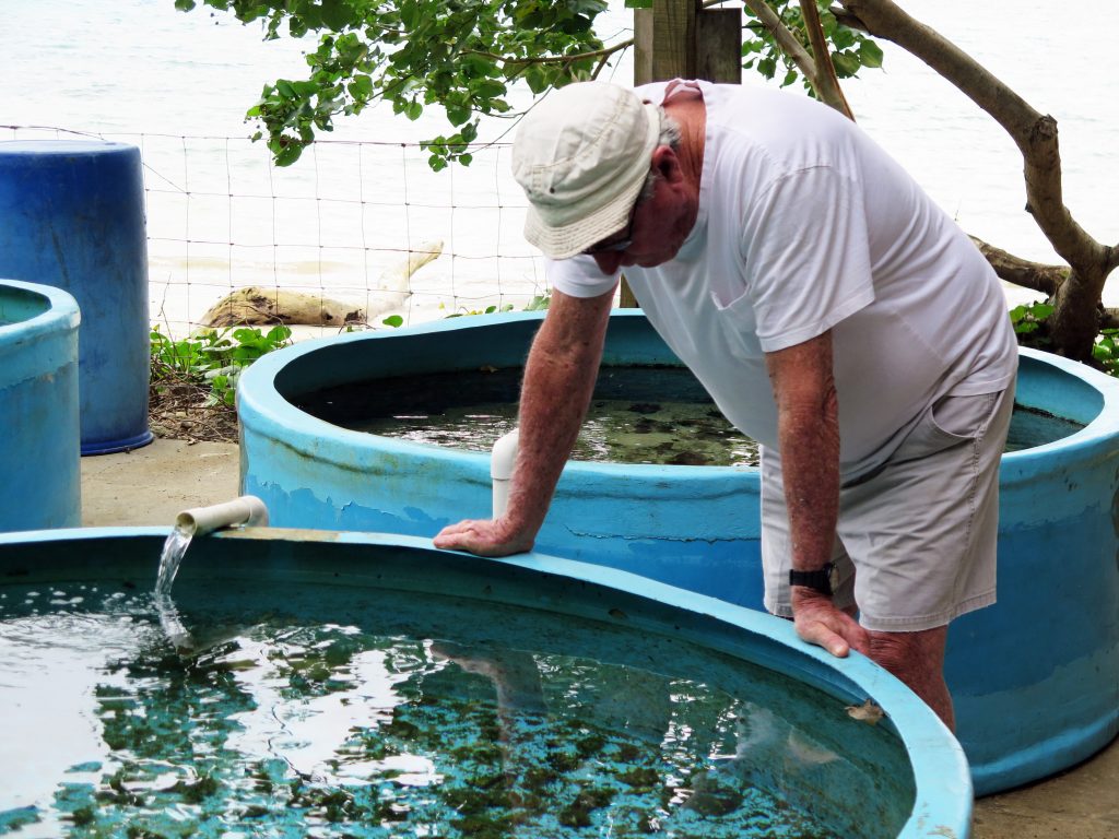 Noel Douglas inspects juvenile vasua