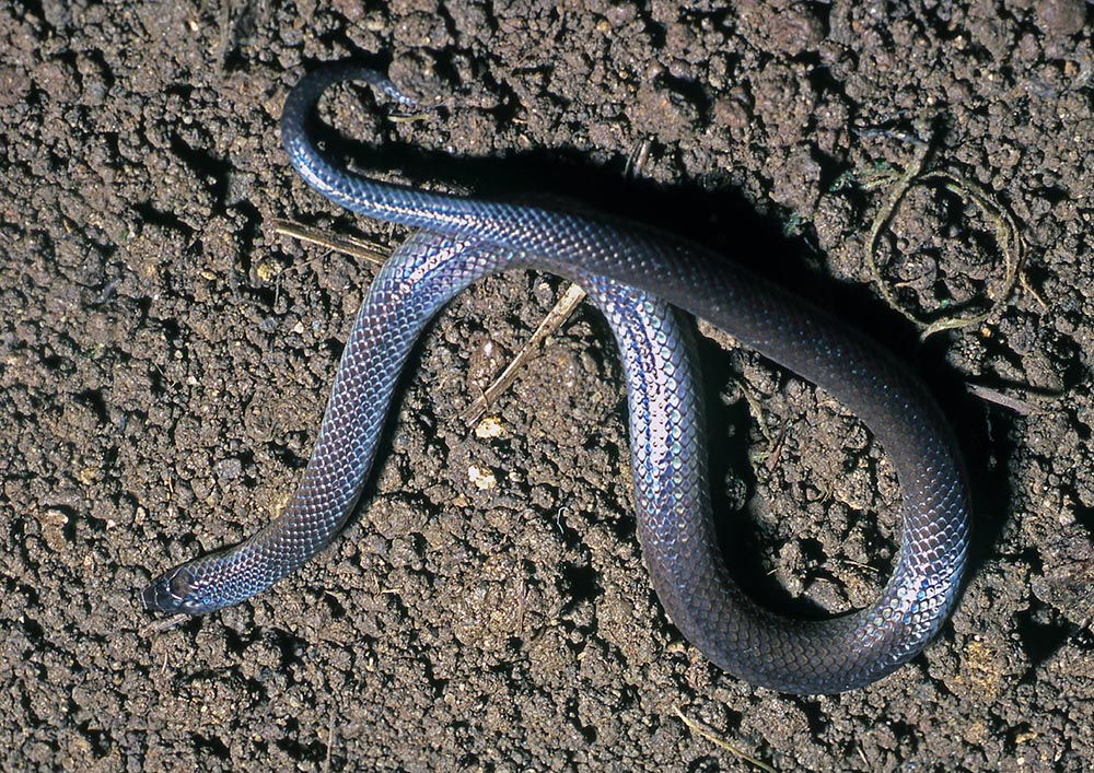 Adult Ogmodon vitianus bolo dorsal -- Fiji Islands Natural History has its roots in the landmass of Asia