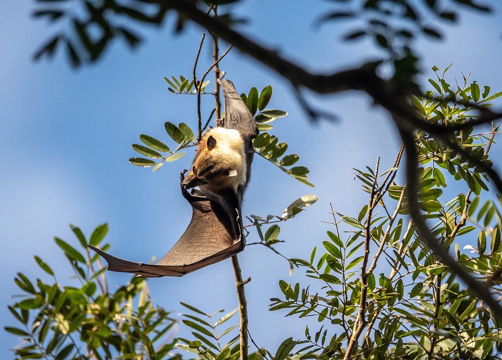 (Pteropus tonganus) or “flying fox” near Palace