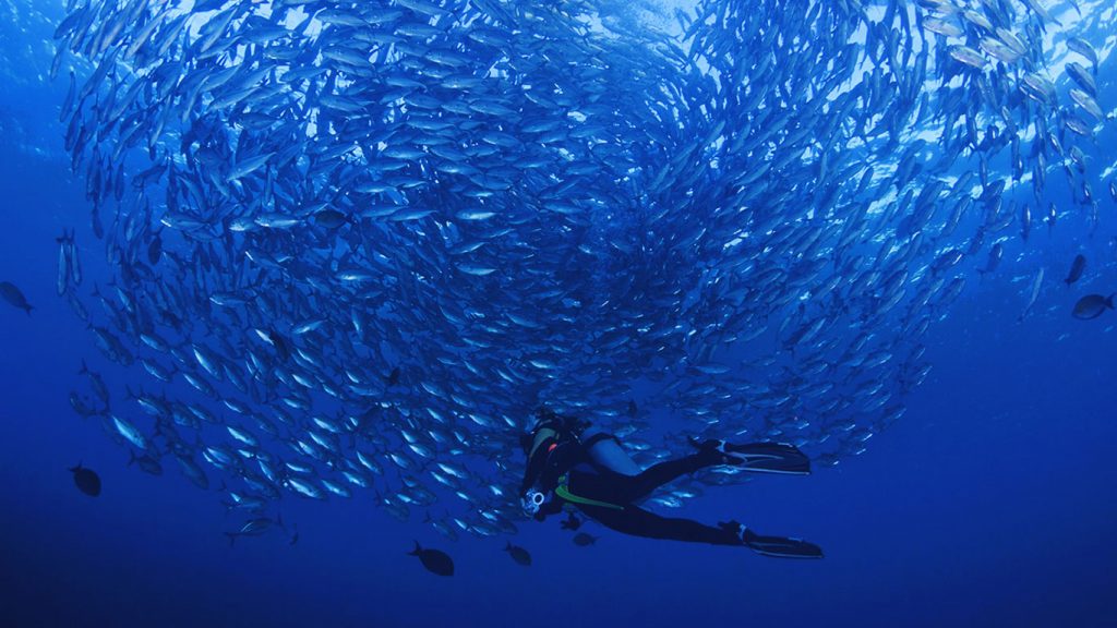 In a fishy swirl off of Vanua Levua