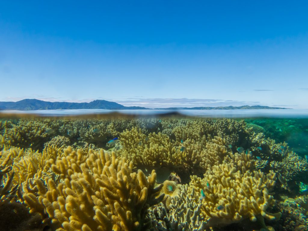 Vanua Levu's reef system is amazingly beautiful and rich with sealife